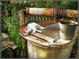 Нормальный деревенский кот