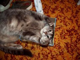 Котики удивляют и улыбают 