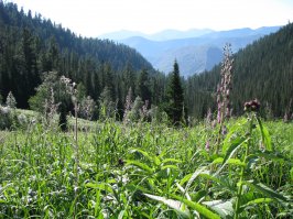 Перевал Хамар-Дабан южнее озера Байкал