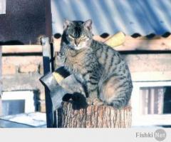 Боевые коты