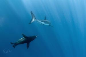 Видео пока нет.