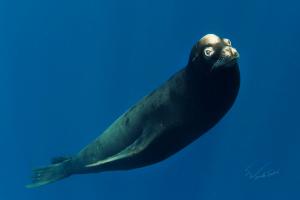 Видео пока нет.