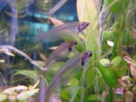 сфоткал своих, всегда вместе держатся