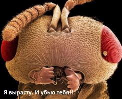 Произведение искусства из муравейника и расплавленного алюминия