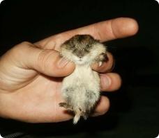 Держите меня крепче, не то я разорву этих гребаных Диснеевцев!