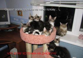  Картинки со смешными подписями