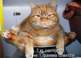  Картинки со смешными подписями