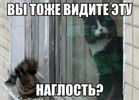  Кото-пост