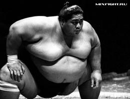 А как же культура сумо?