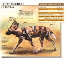 Домашняя гиена... А может это - гиеновидная собака...