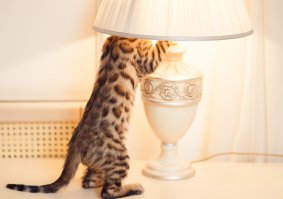 Несколько лет назад в казахстанской степи произошла необычная история