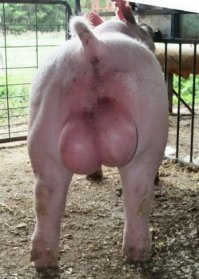 А потом маленькое розовое чудо превратиться вот в это: