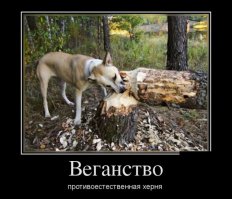 Есть или не есть? Или мое отношение к веганам