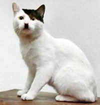 Кошки - это маленькие гитлеры, и они играют этим миром...