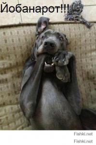 пипец слюней