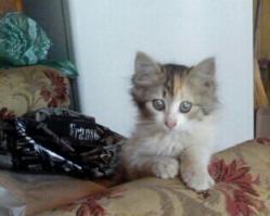 мне тоже недавно подкинули на дачу котенка.живет теперь с собакой,лучшие друзья)))