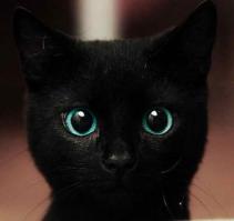 15 причин завести котика