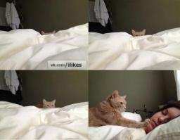 15 причин завести котика