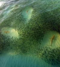 National Geographic: лучшие фотографии июня
