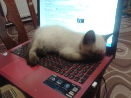 Прошлым летом один маленький котейко около недели ктусил в нашем дворе. Думали,чей-то. Но оказалось,что подкидыш. Как-то вечером пригрелся на руках у дочки. Пришлось забрать домой. Вот так и стал у нас Веня, всеобщий любимец, жить-поживать. Вырос в красавчика-кота.