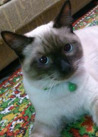 Прошлым летом один маленький котейко около недели ктусил в нашем дворе. Думали,чей-то. Но оказалось,что подкидыш. Как-то вечером пригрелся на руках у дочки. Пришлось забрать домой. Вот так и стал у нас Веня, всеобщий любимец, жить-поживать. Вырос в красавчика-кота.