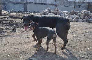 Хорошая подборочка.
А вот мои зверята