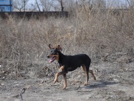 Еще какая:) У нас еще один красавчик есть