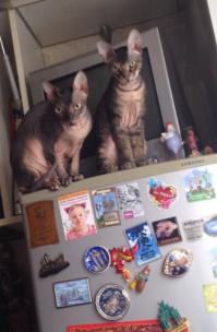 Кошка, которая храпит