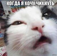 Фото кота за секунду до того как он чихнул