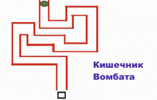 15 удивительных фактов о животных