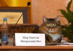Вот настоящие одесские коты. Тут и коты, и Одесса!