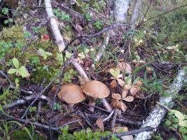 По грибочки...