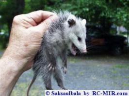 няшки, ёпта!