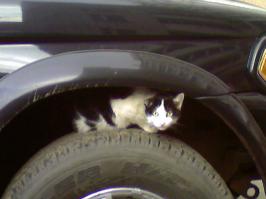 Про котёнка в картонной коробке!