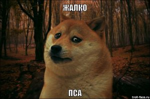 Больше недели к Благовещенску ползет пес с перебитыми лапами