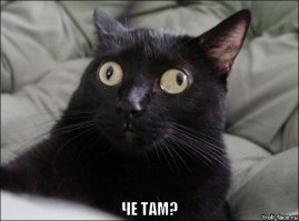 Котейка не смог пройти мимо 