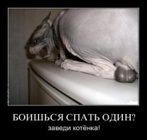 Не будите спящего кота!  