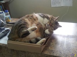 27 котов, уснувших в самых неподходящих местах 