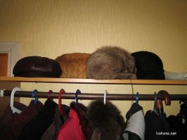 Животных иногда можно и не заметить