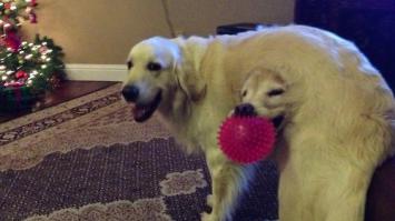 Показалось