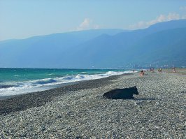 В Абхазии такая же беда,только коровы и по всему побережью.