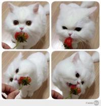 Смешные кошки
