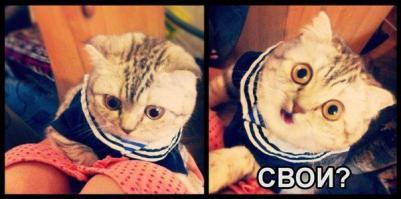 Коты и девушки 