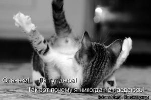 Пост кошачьей славы