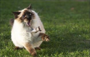 Смешные кошки