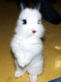 BIG BUNNY