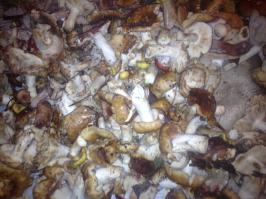 Ох был недавно завтра едем еще сказка столько всего насобирали.