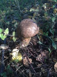 Значит Станция если Электричкой "Завет Ильича" нужно добраться до речке Серебрянка там попрет Лесная Зона и пошел.