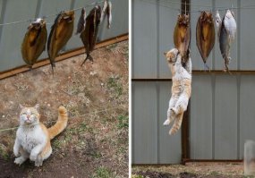 Шол бы ты отсюда сынок ты еще ни видел как коты бегают за лазерной указкой.