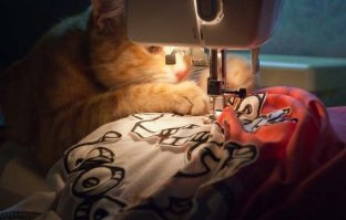 Кот Матроскин- он существует)));)